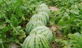 51今日吃瓜热门大瓜视频,揭秘热门大瓜视频背后的惊人真相