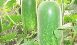 吃瓜网51官网版 吃瓜网每日大赛,每日大赛精彩纷呈，带你领略吃瓜盛宴